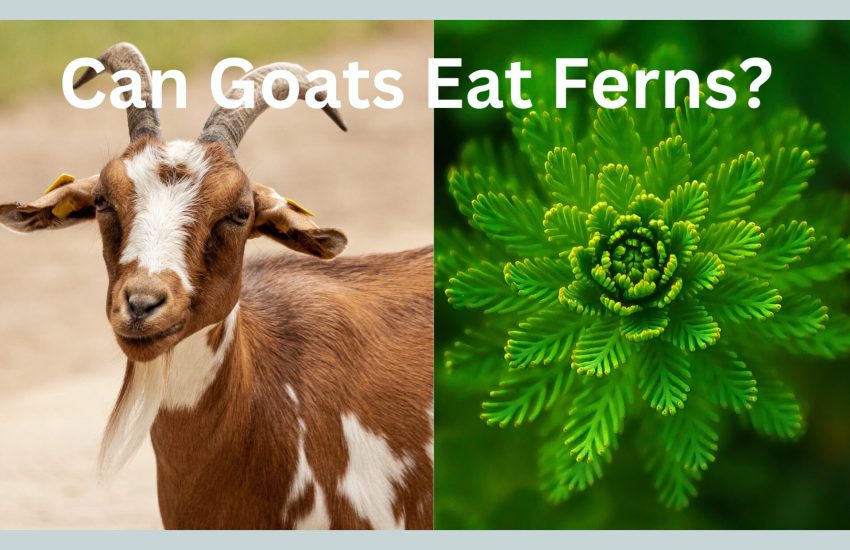 can goats eat ferns?