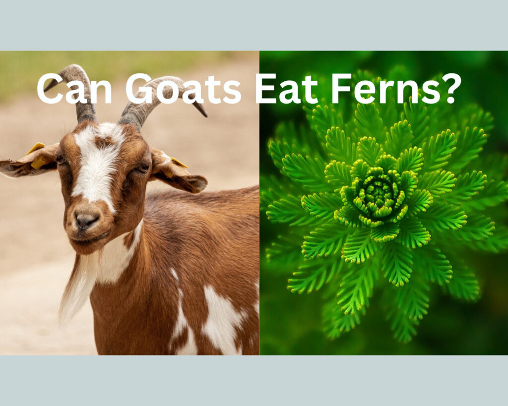 can goats eat ferns?