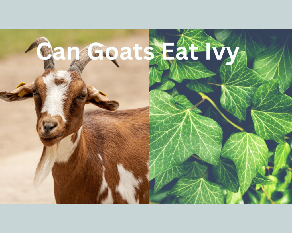 can goats eat ivy?