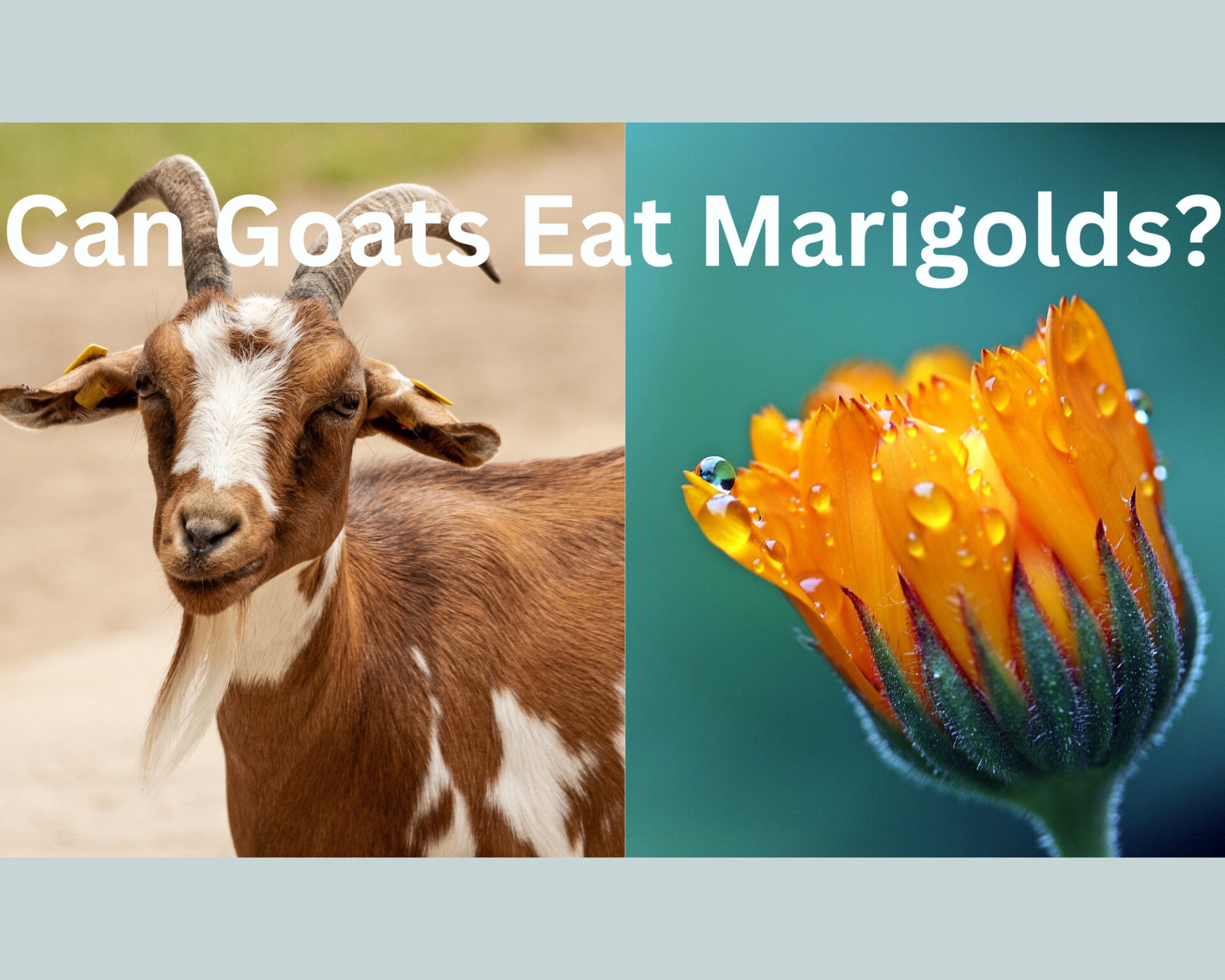 Can Goats Eat Marigolds? (Answered)