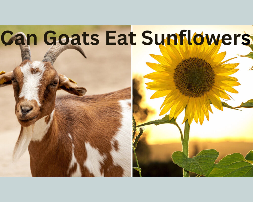Can goats eat sunflowers