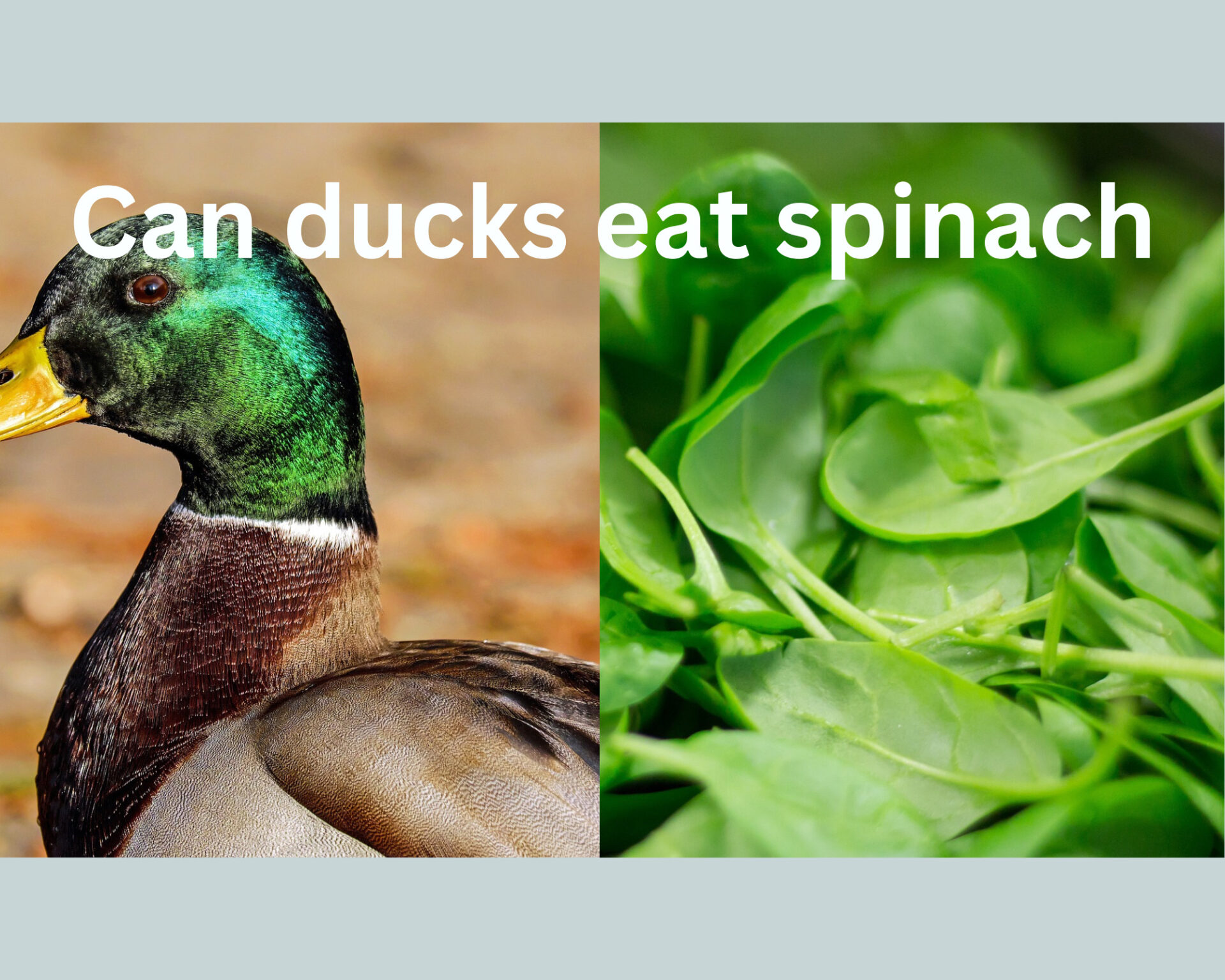 Can Ducks Eat Spinach?