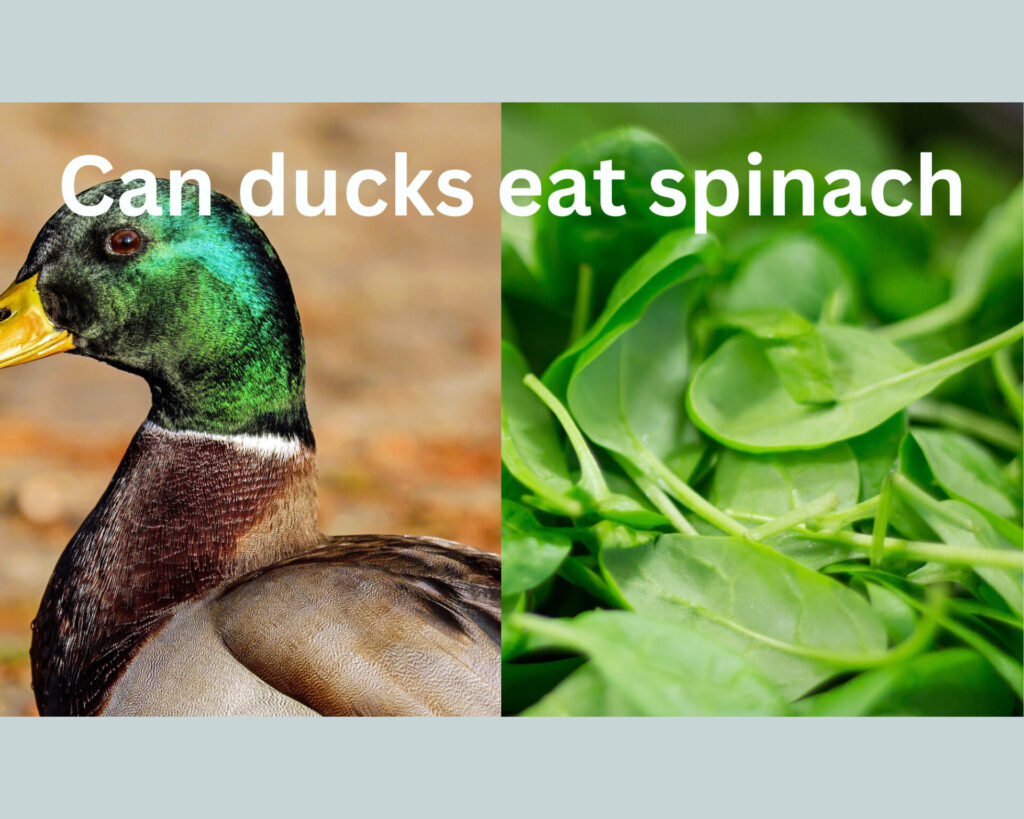 can ducks eat spinach