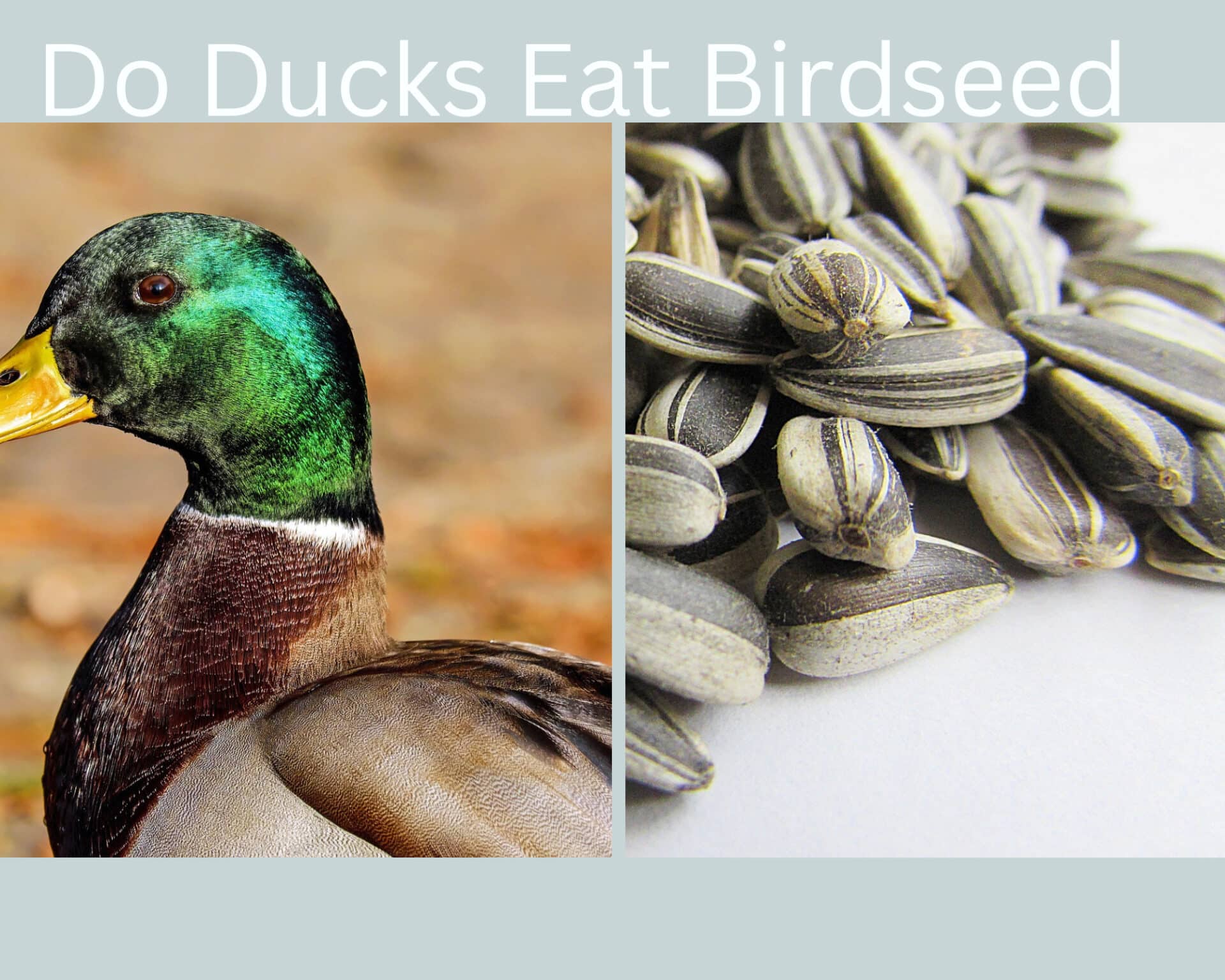 Can Ducks eat Bird Seed? (Pros & Cons)