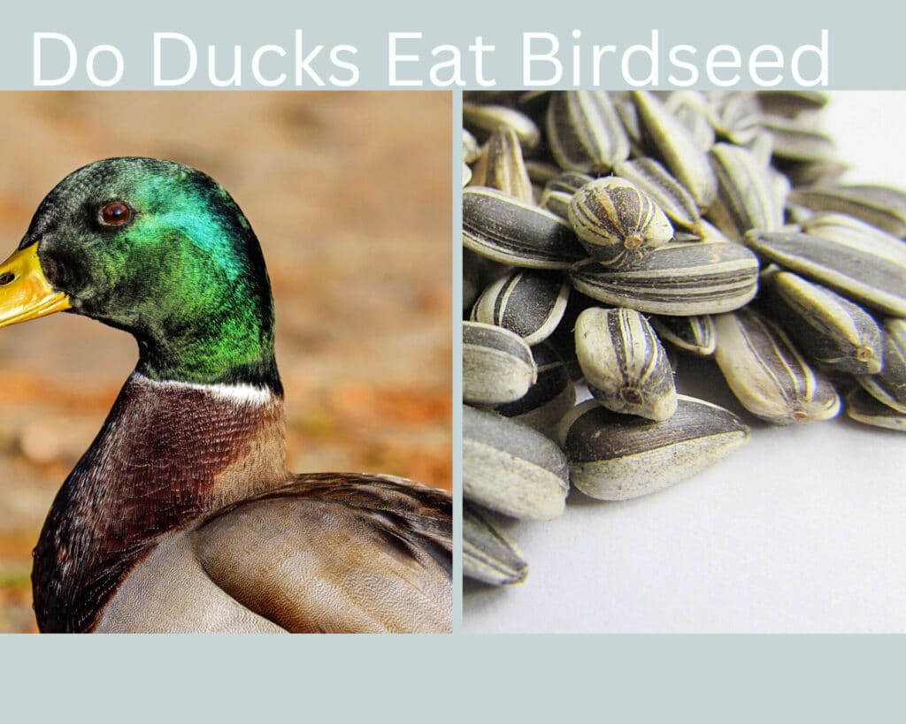 Do ducks eat birdseed