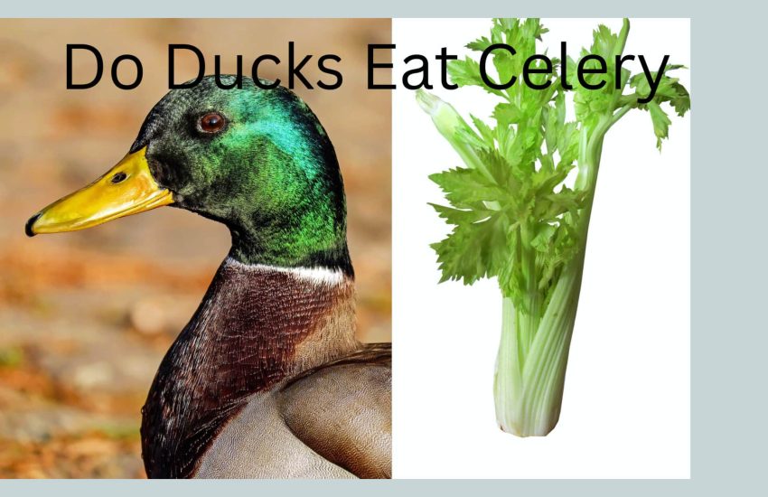 Do ducks eat celery