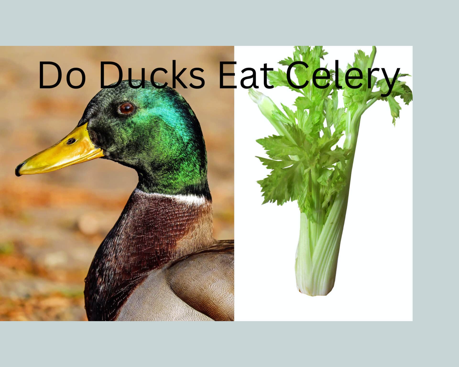 Can Ducks Eat Celery?