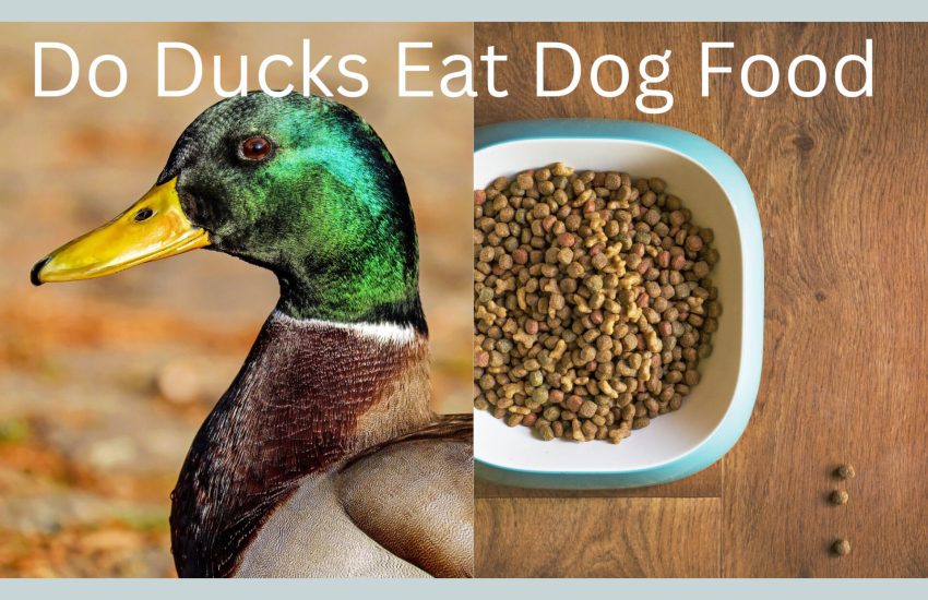 Do Ducks Eat Dog Food