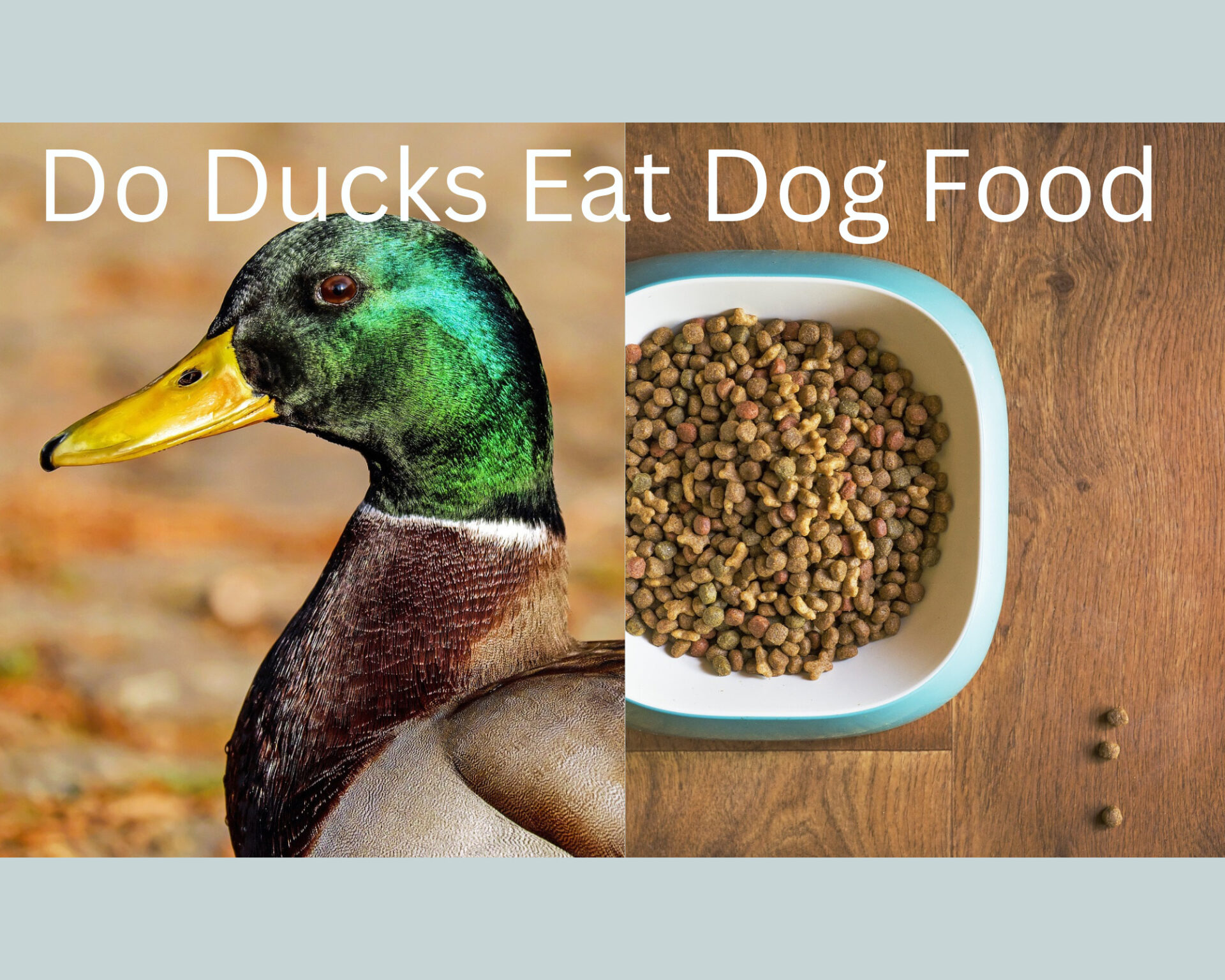 Can Ducks Eat Dog Food PlantNative