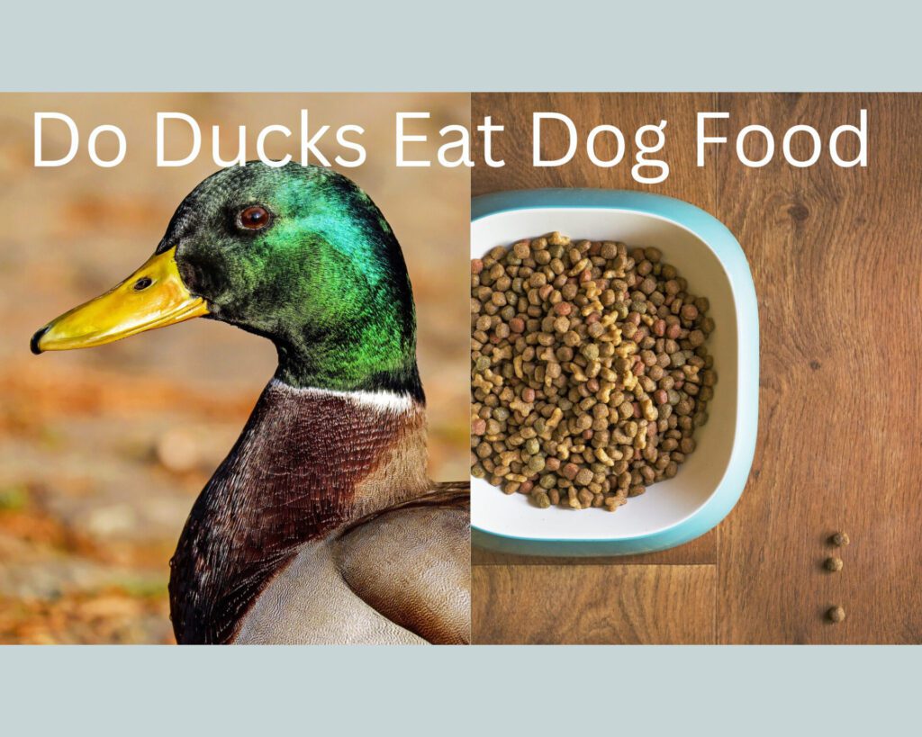 Do Ducks Eat Dog Food