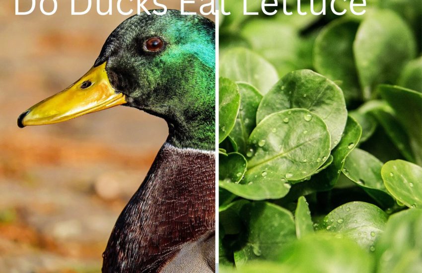 Do ducks eat lettuce