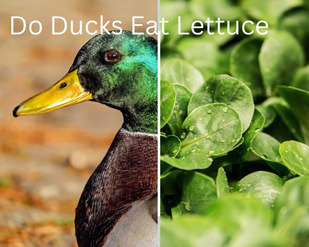 Do ducks eat lettuce