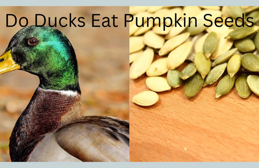 Can ducks eat pumpkin seeds