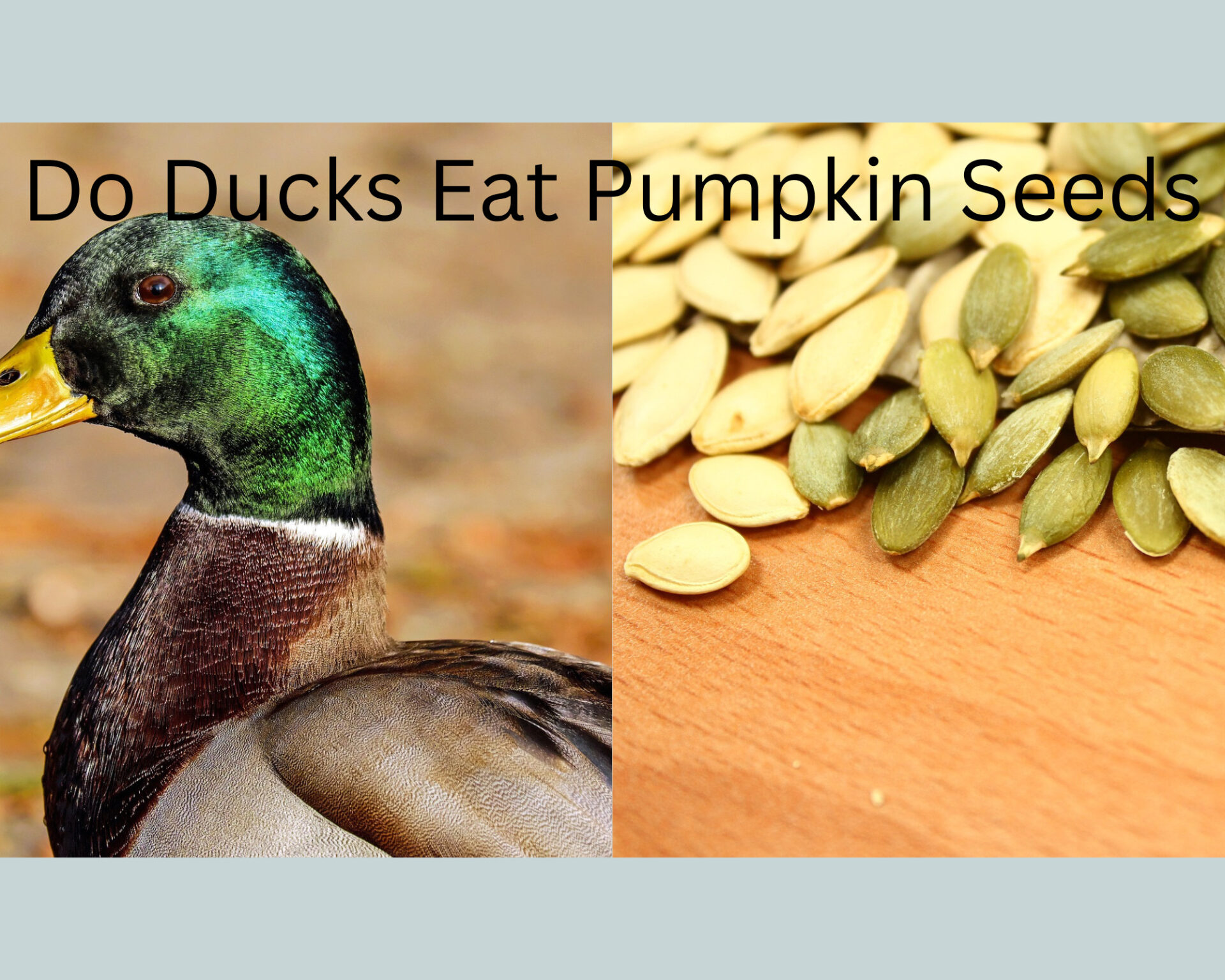 Can Ducks Eat Pumpkin seeds?