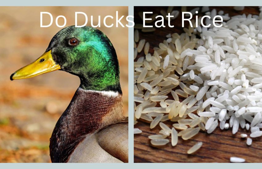 can ducks eat rice