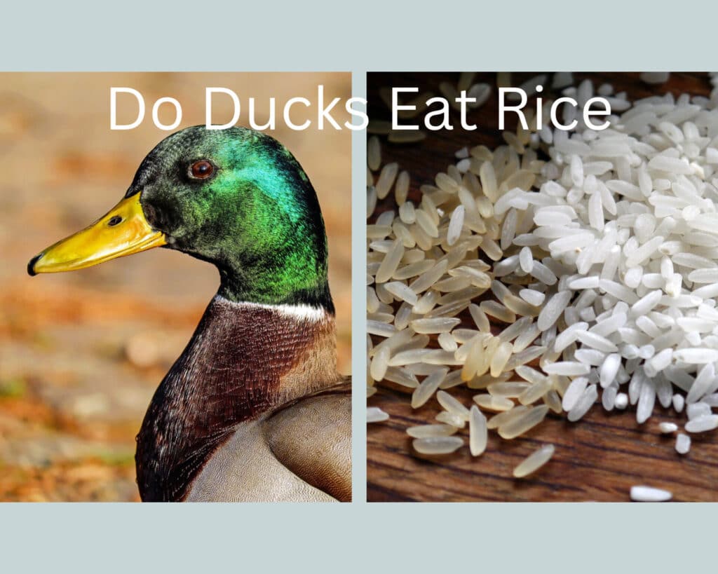 can ducks eat rice