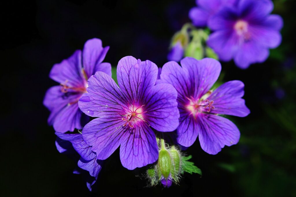 Geranium flowers