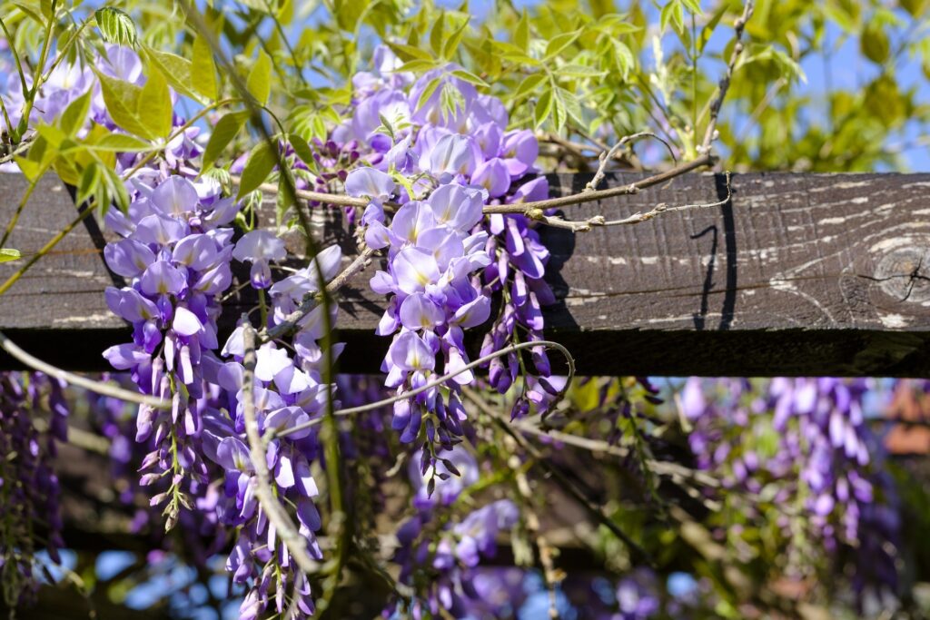 Glycine flowers