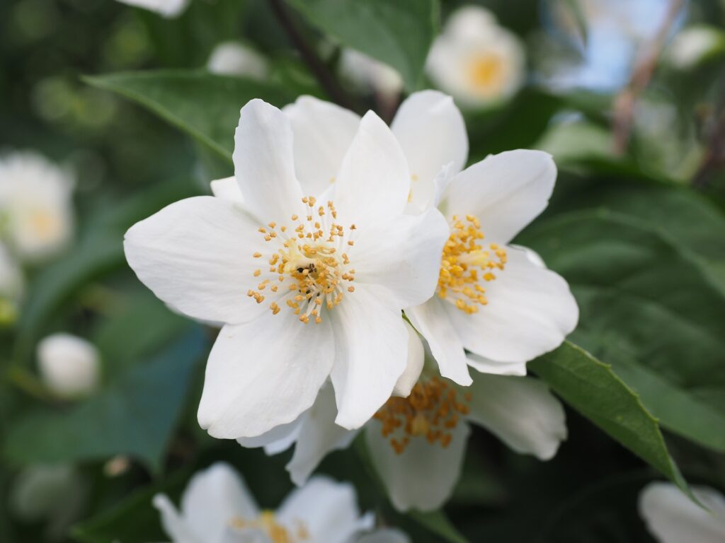 Jasmine flower