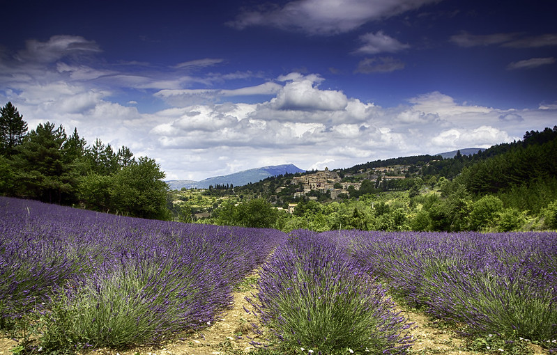 Provence style garden