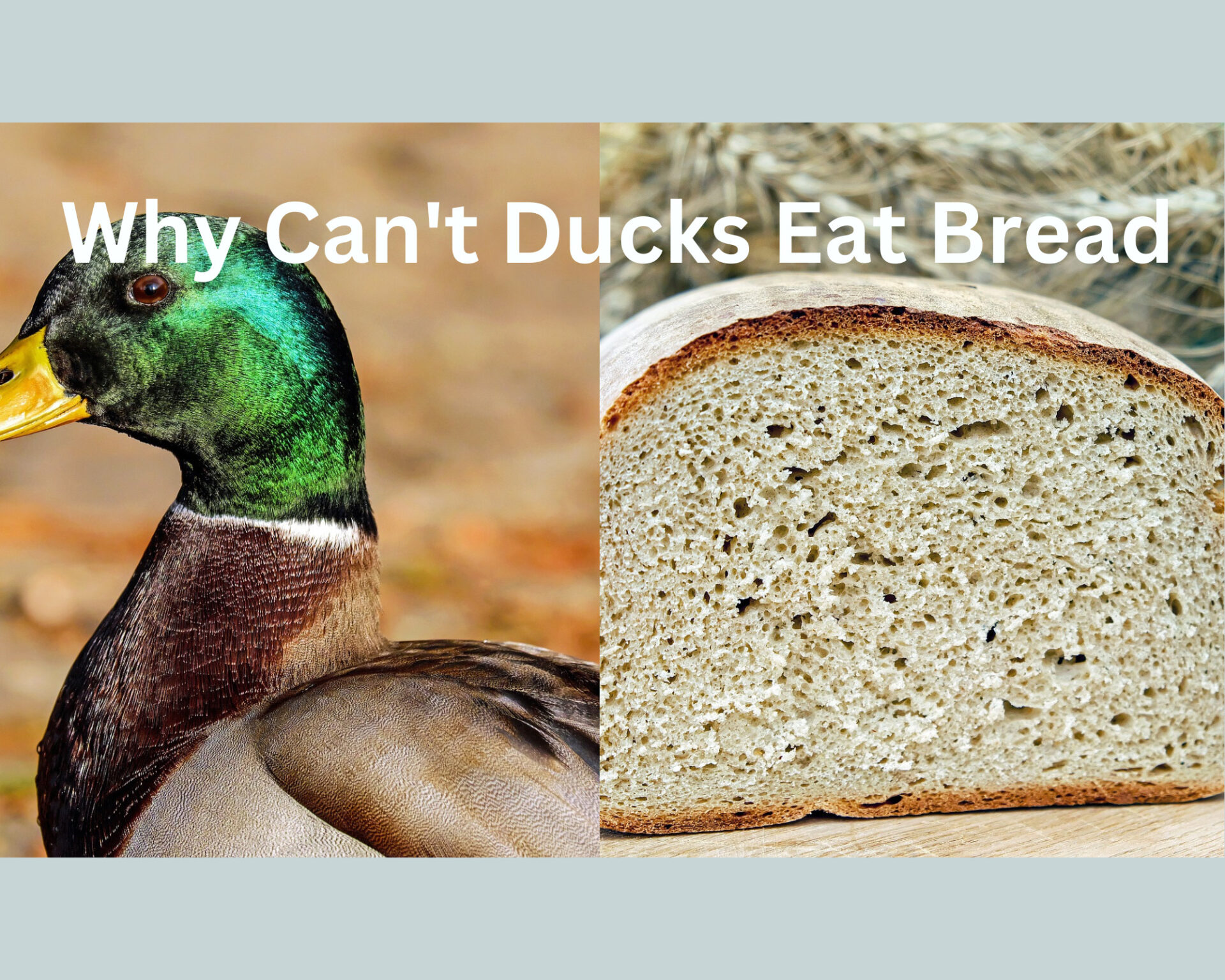 Why Can’t Ducks Eat Bread?