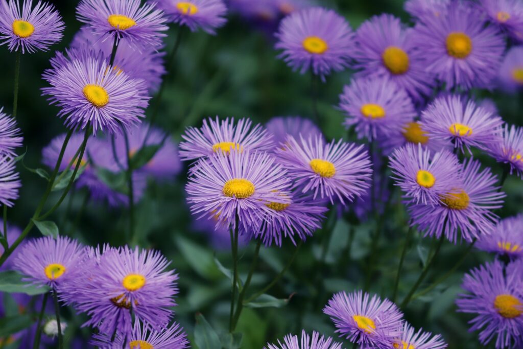 Aster flower