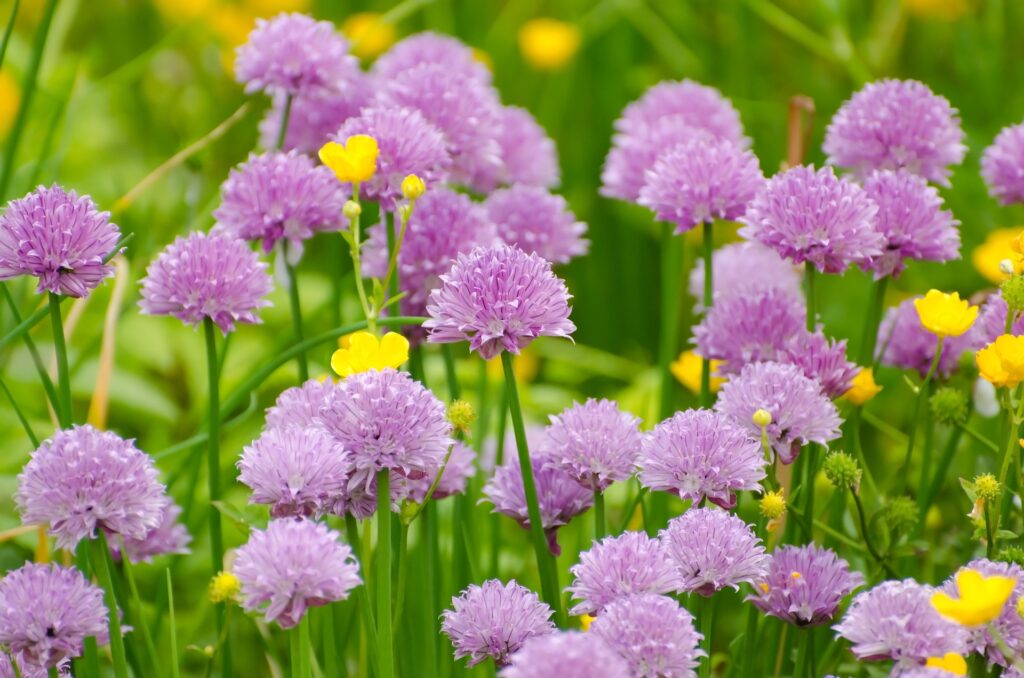 chives