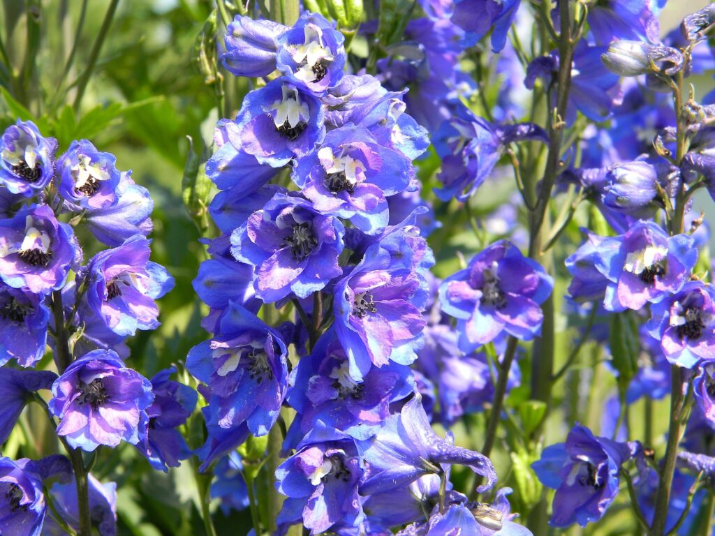 Delphinium flowers