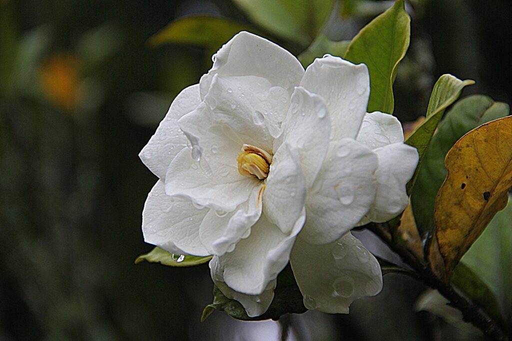 Gardenia flowers