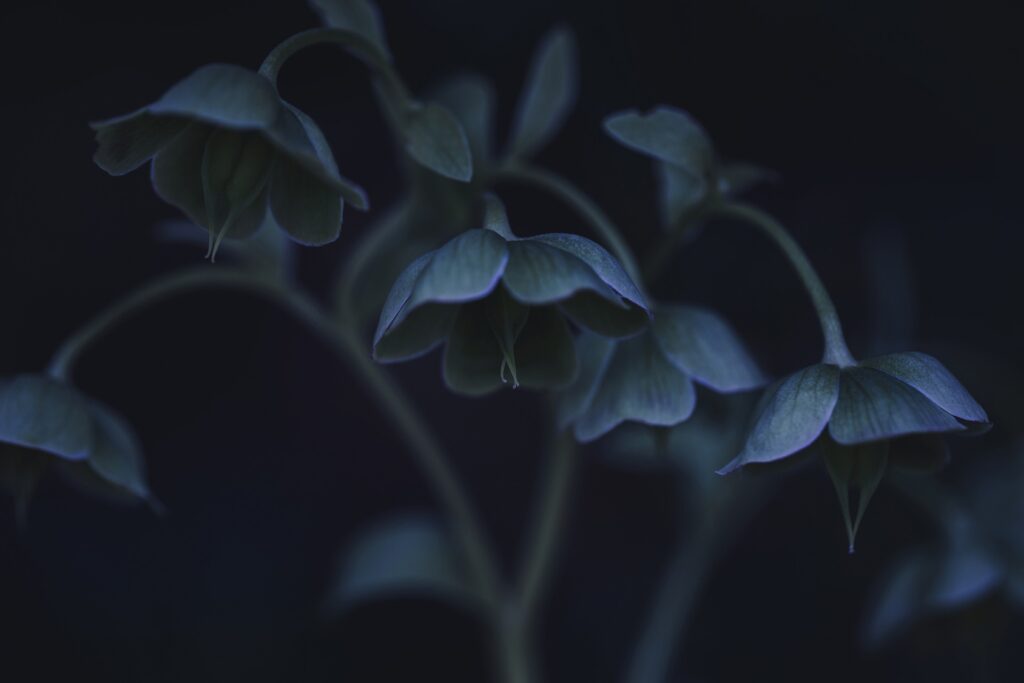 Hellebores