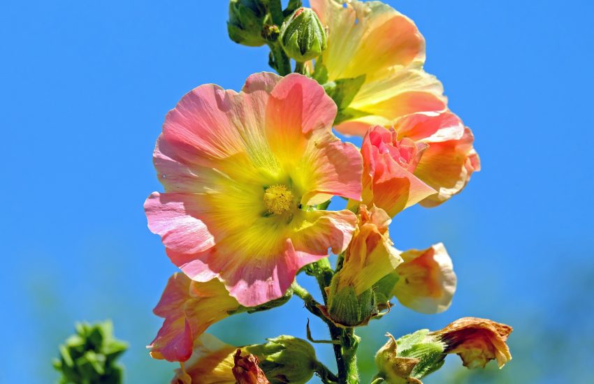 Hollyhocks