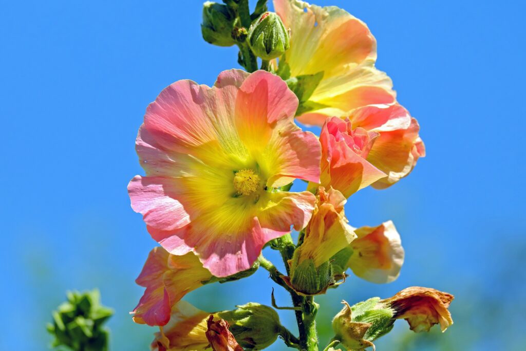 Hollyhocks