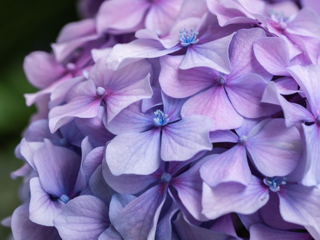 Hydrangea flowers