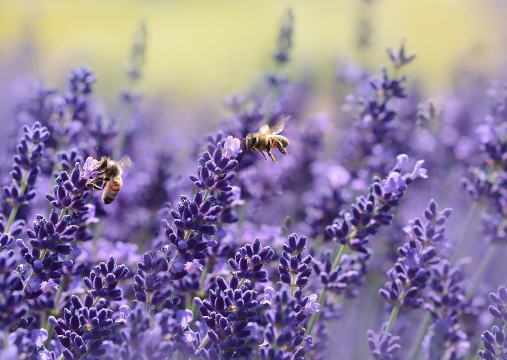 lavender flowers