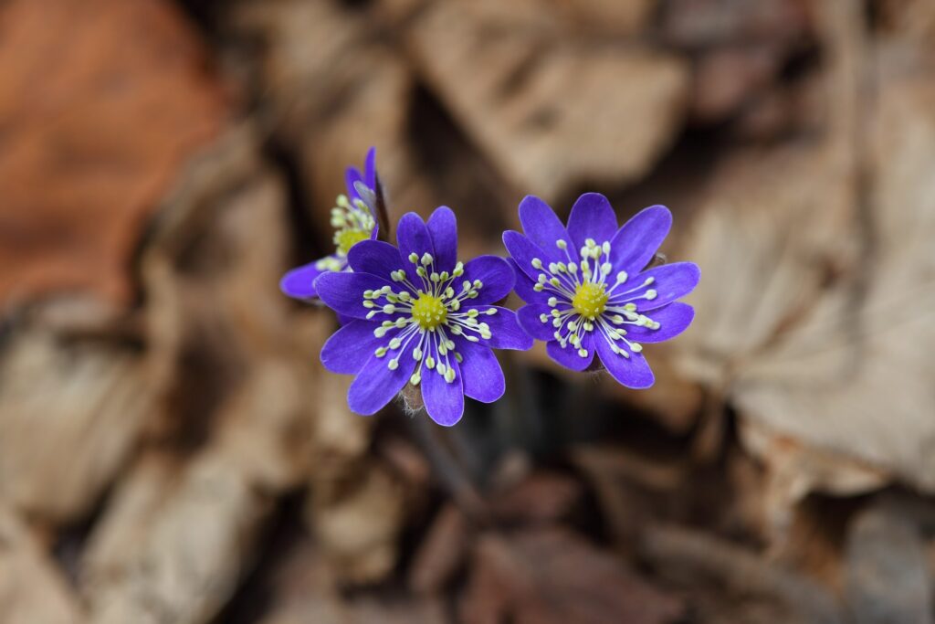 Lilac flower