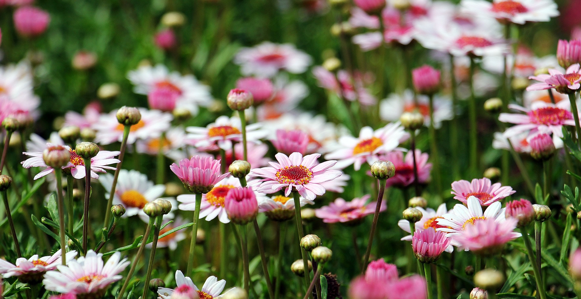 Benefits of a Flower Garden
