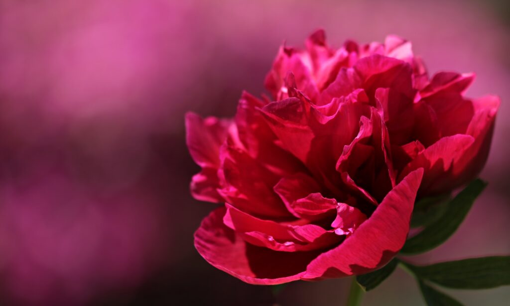 Peony flower