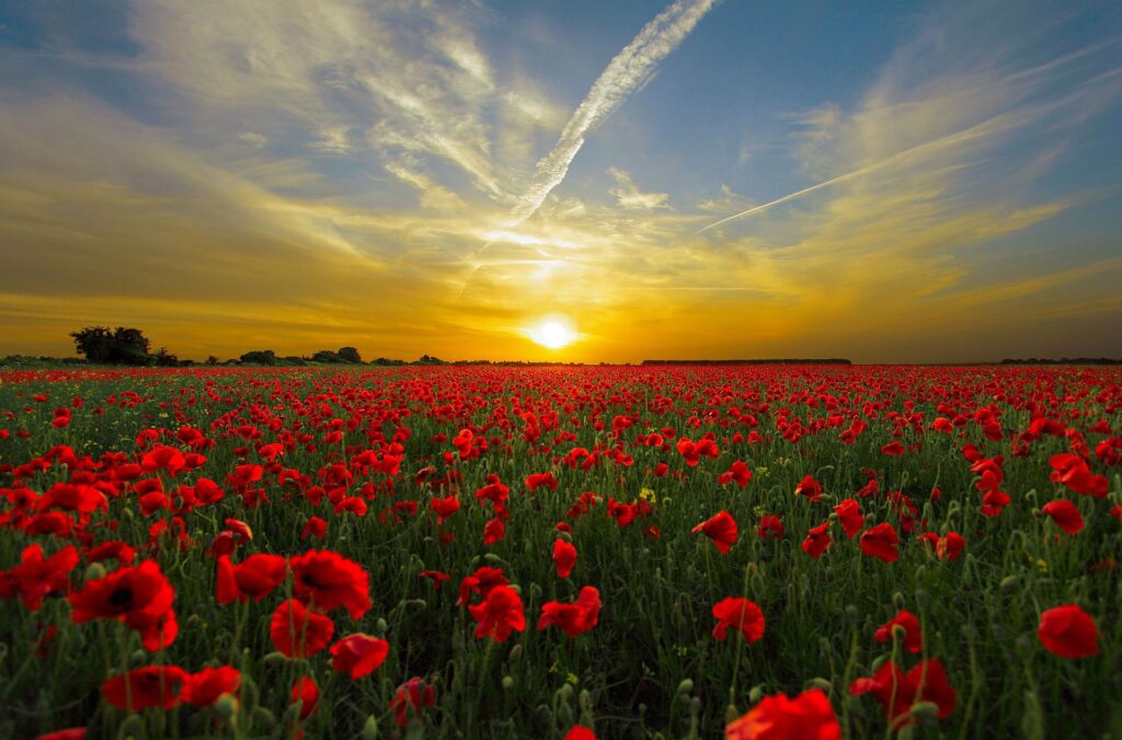 poppy flowers