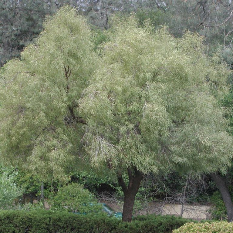 The Best Evergreen Trees to Grow in Arizona