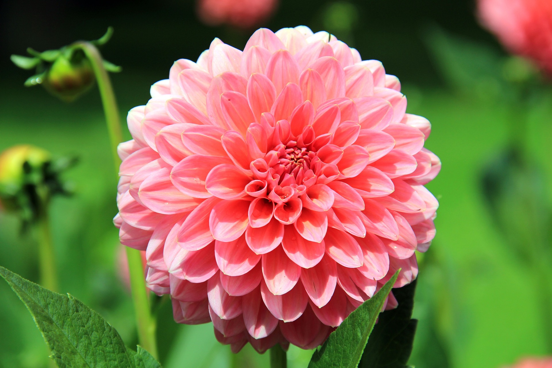 Dahlias: How to plant, grow and care