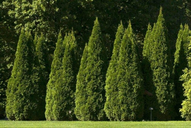 Best Evergreen Trees to Grow in Oklahoma
