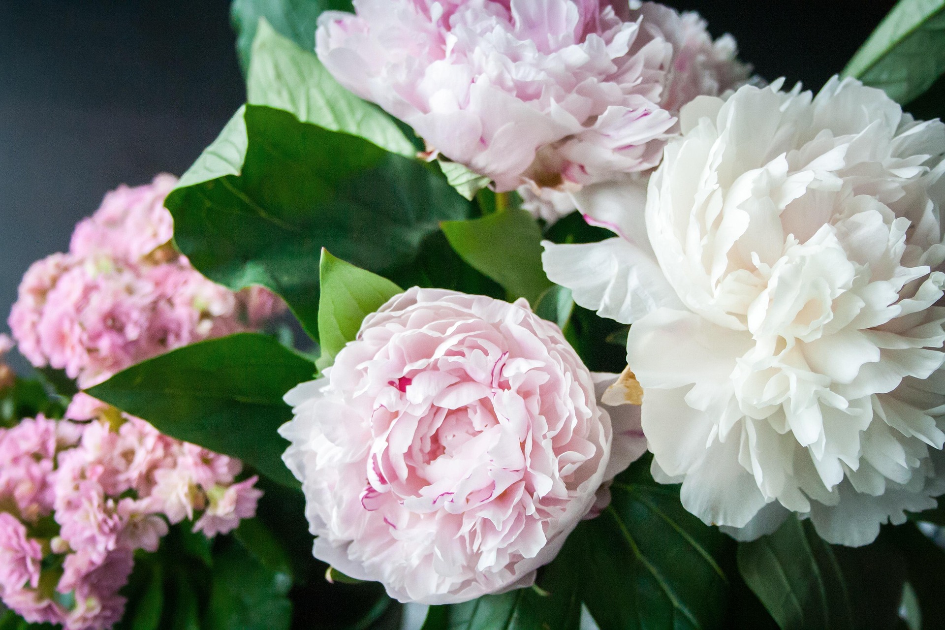 Peonies: How to Plant, Grow And Care