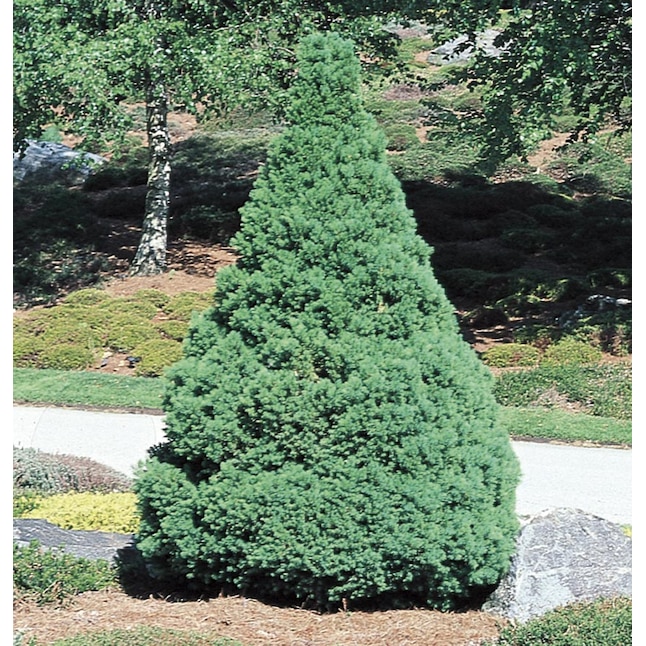 The Best Evergreen Trees to Grow in Colorado