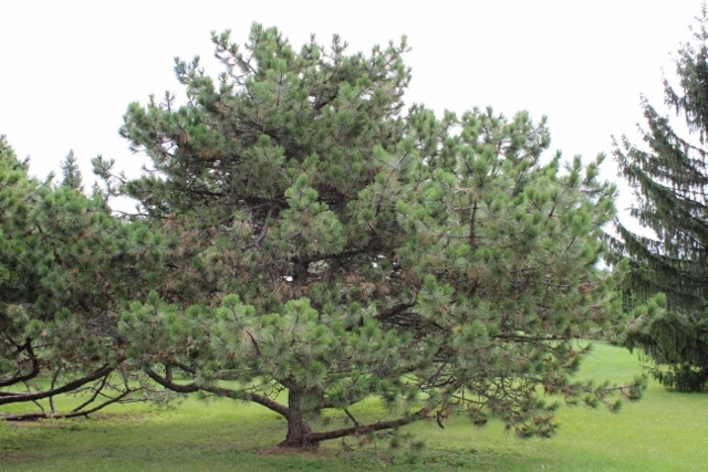 Best Evergreen Trees to Grow in Illinois
