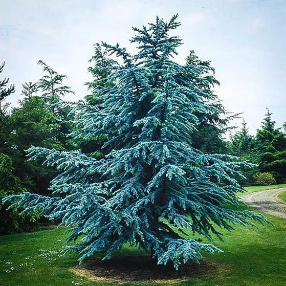 Best Evergreen Trees to Grow in Oklahoma