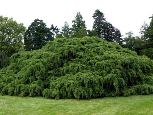 12 Evergreen Trees to Grow in Idaho