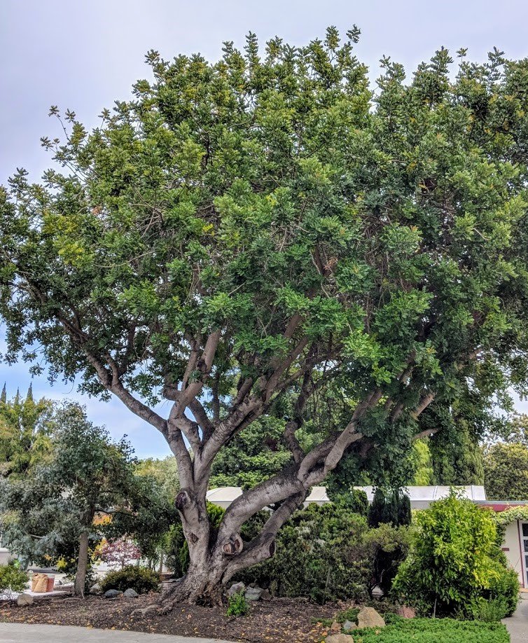 The Best Evergreen Trees to Grow in Arizona - PlantNative.org