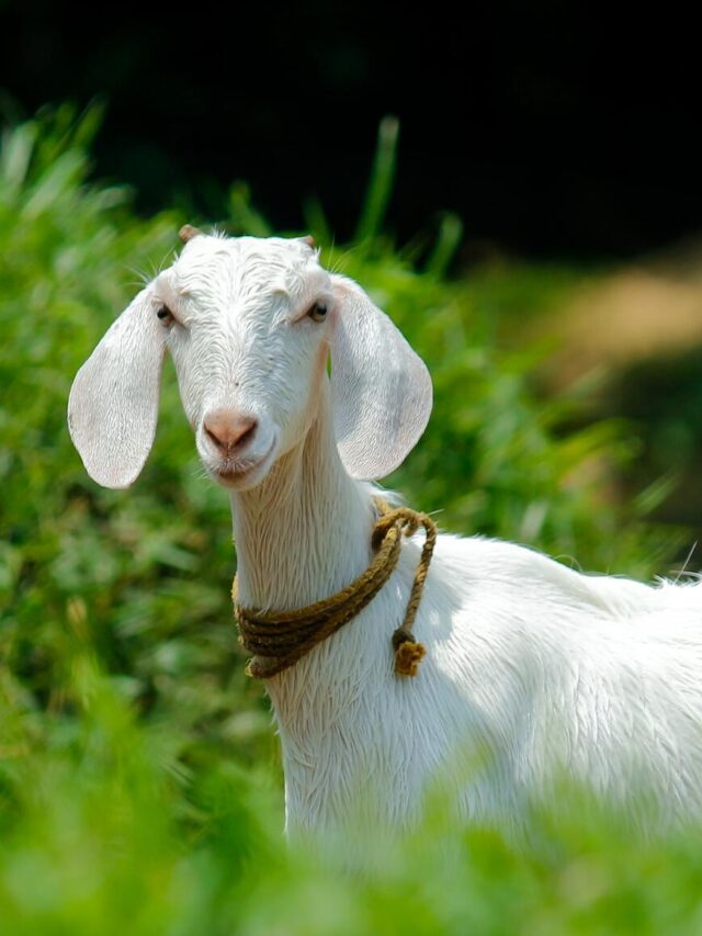 10 Interesting Facts of Goats | Farming | Husbandry | Guide2Husbandry