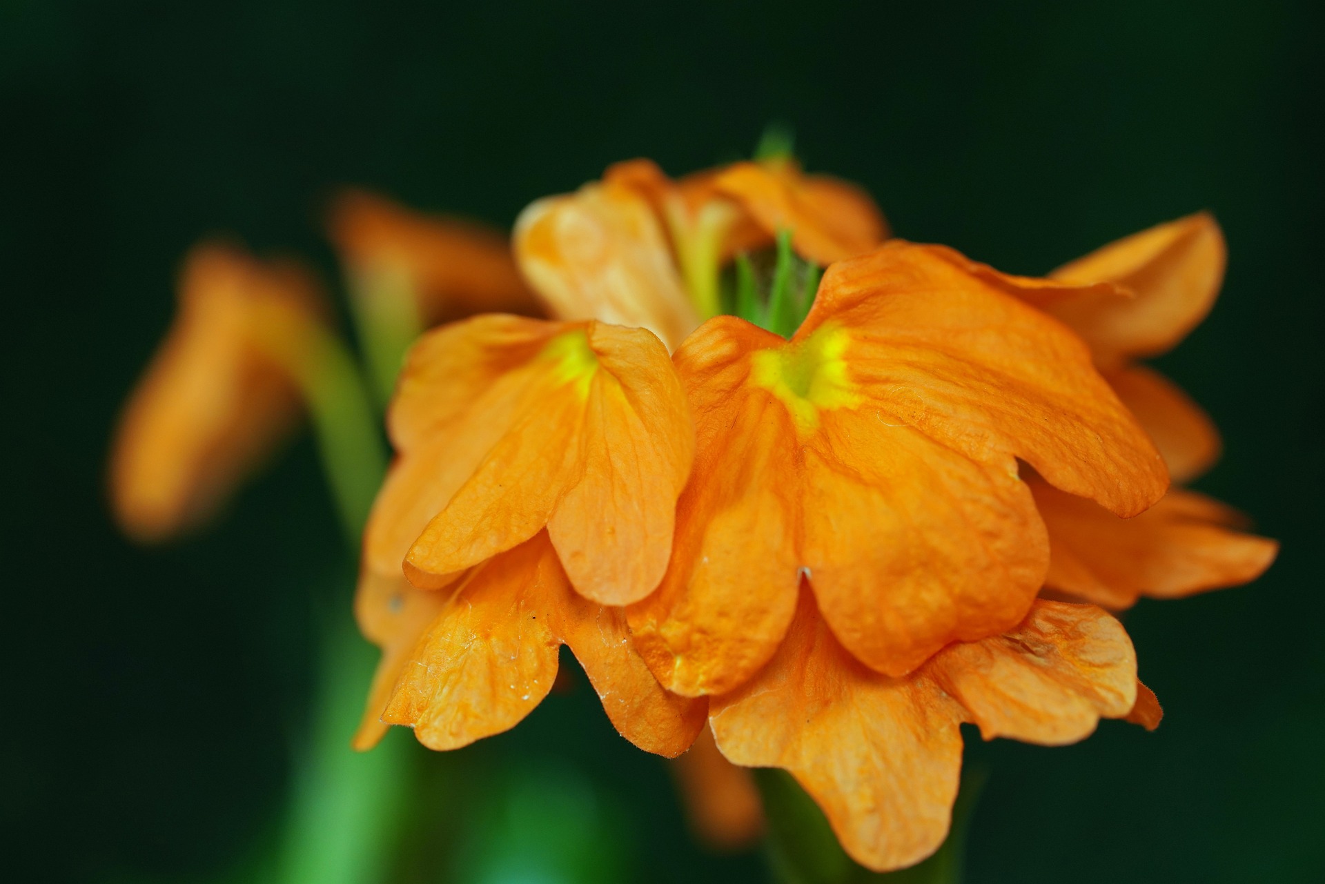Crossandra: How To Plant, Grow And Care