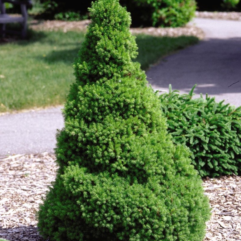 Best Evergreen Trees to Grow in Oklahoma